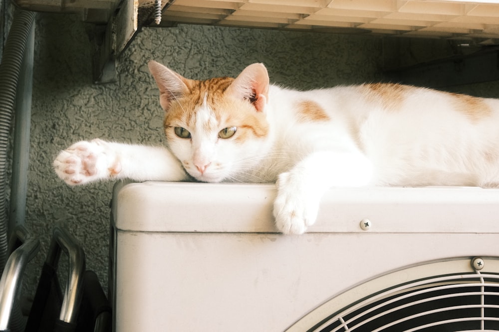 an orange and white cat laying on top of a dryer