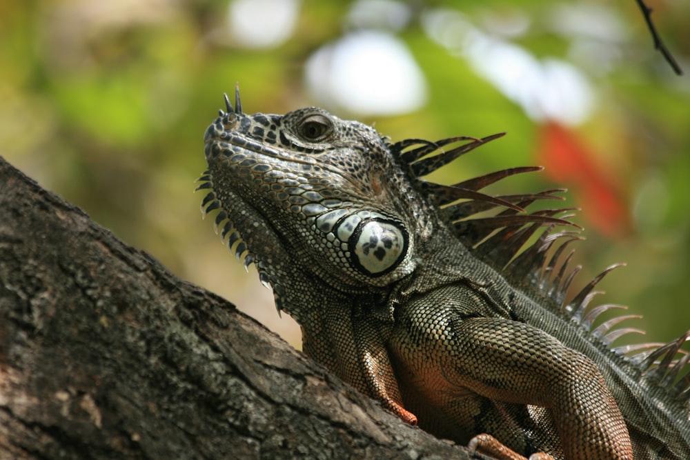 a close up of a lizard on a tree branch