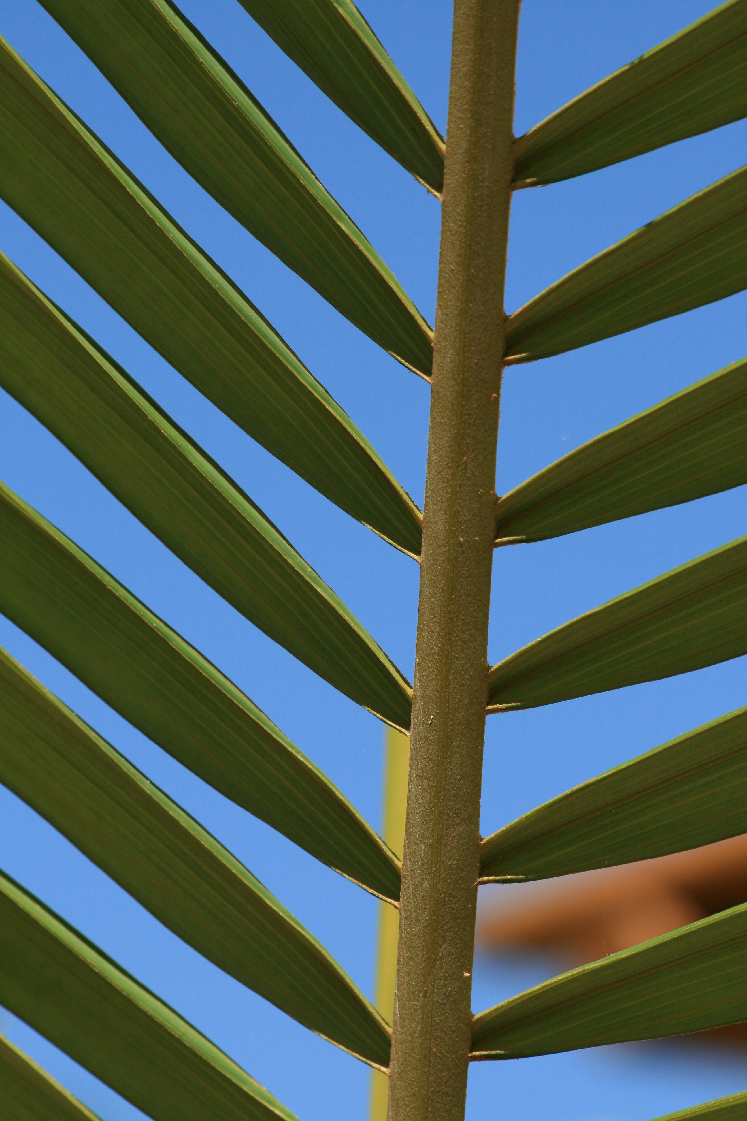 a close up of a palm leaf against a blue sky