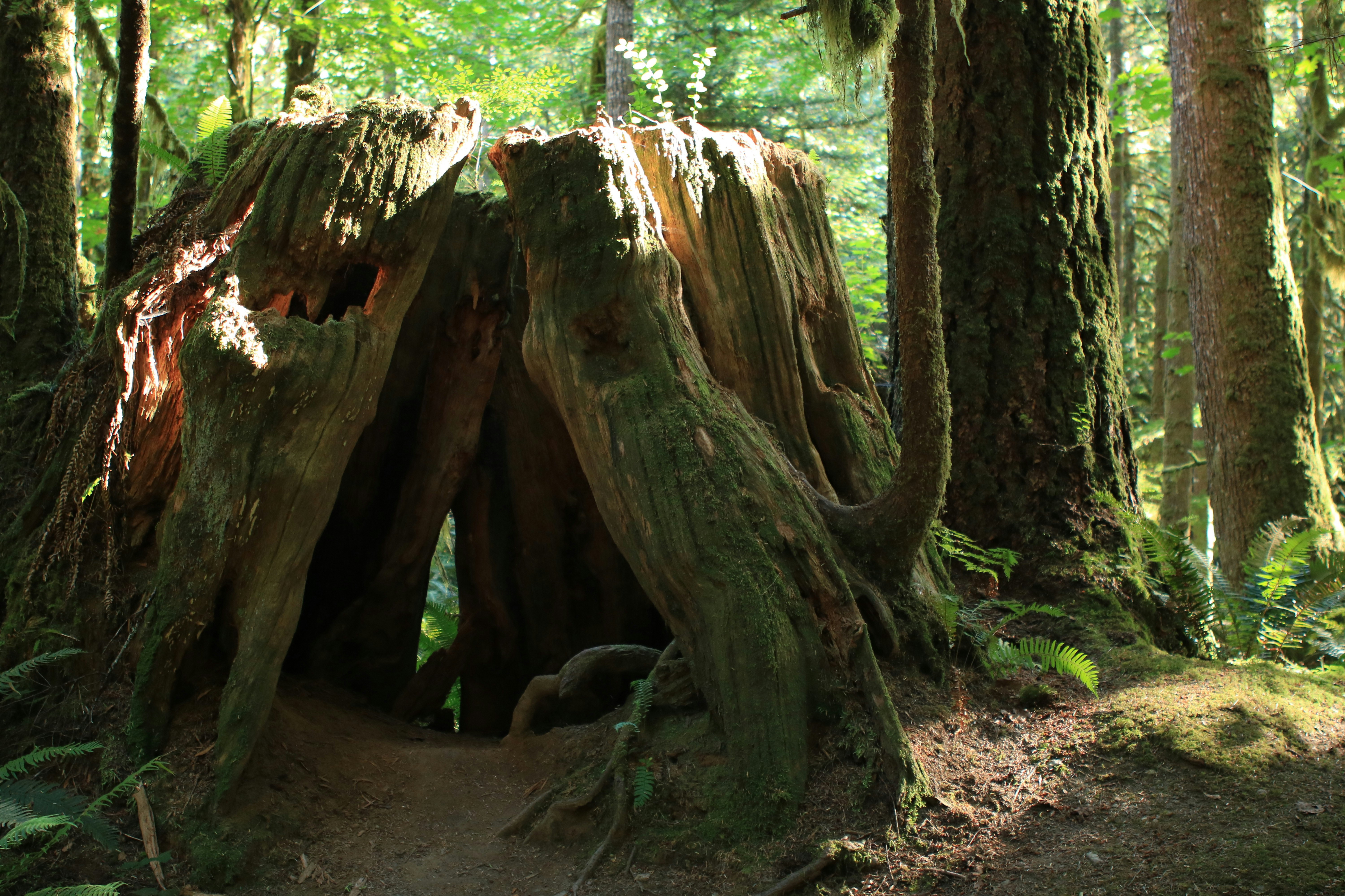 a large tree stump in the middle of a forest