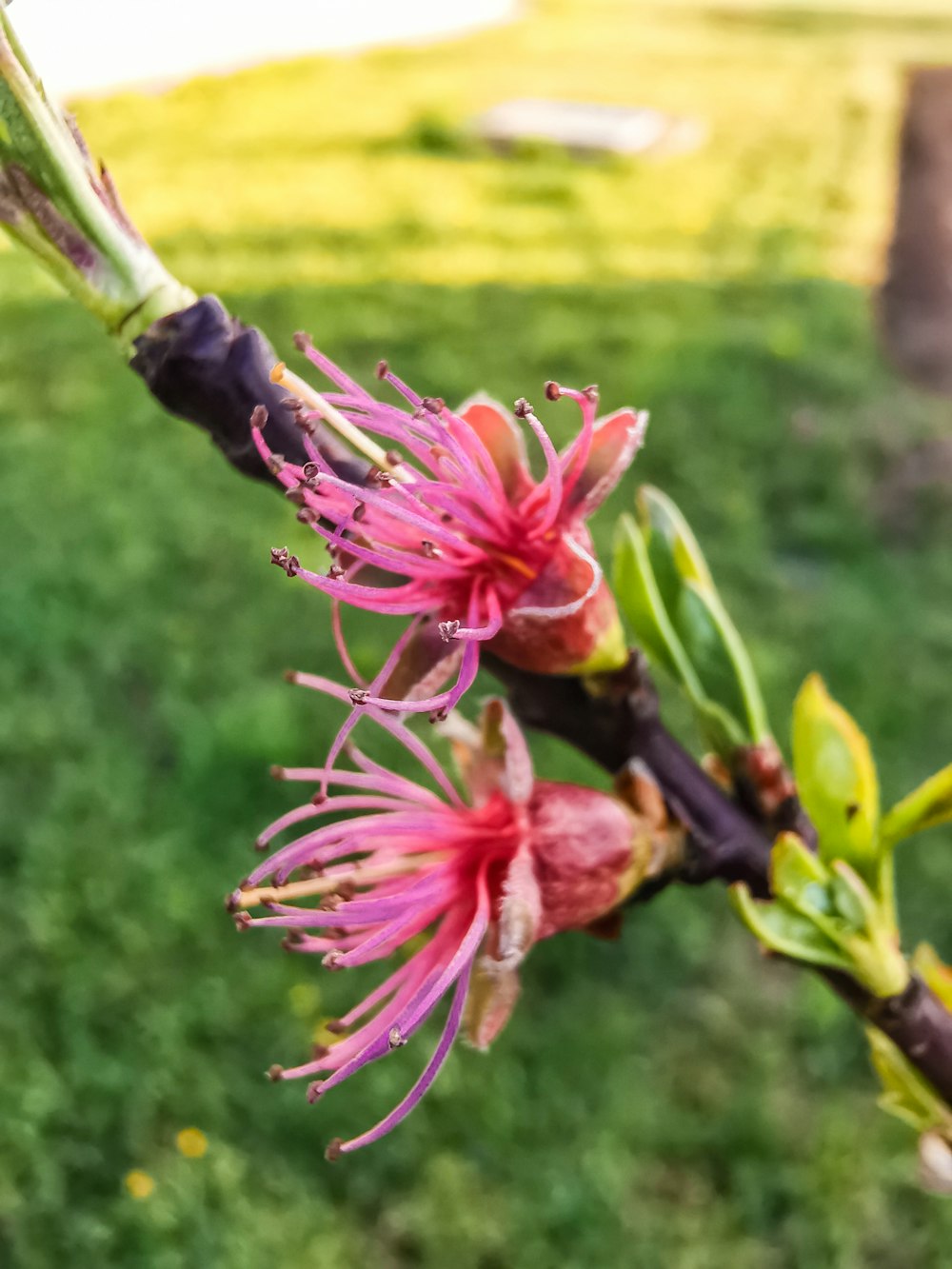 a close up of a flower on a tree branch