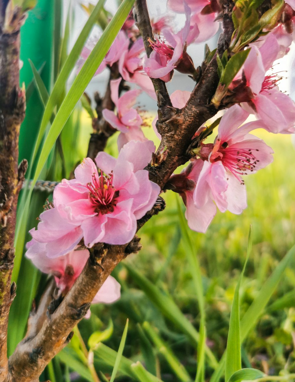 pink flowers are blooming on a tree branch