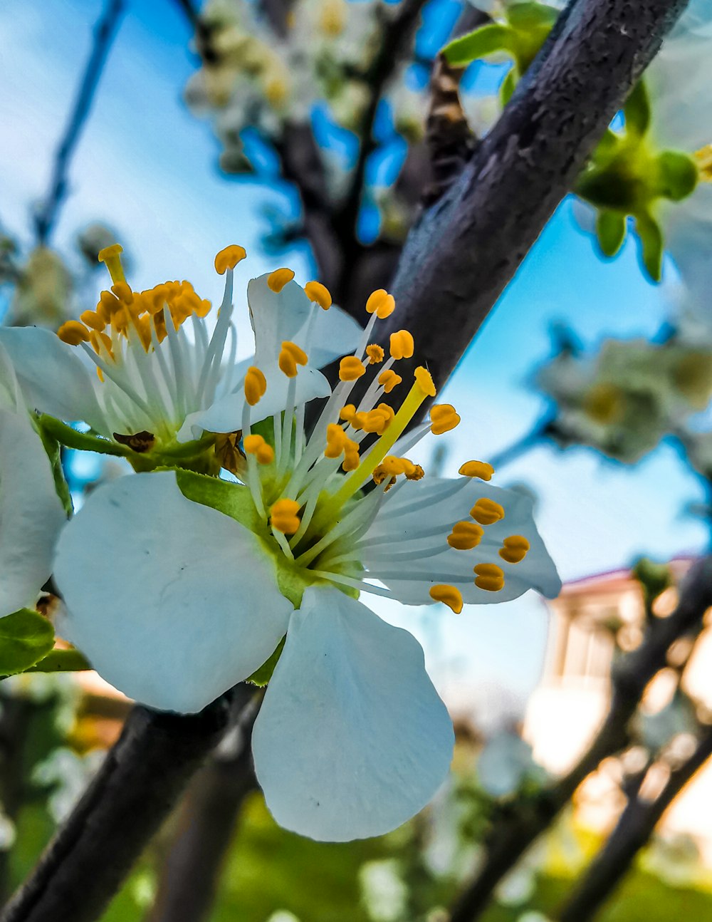 a close up of a flower on a tree