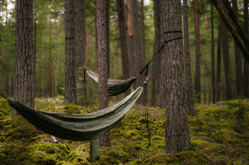 a hammock in a forest with moss growing on the ground