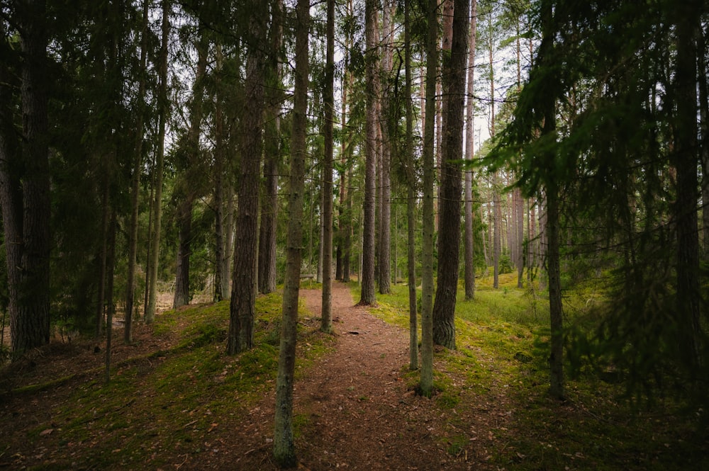 a path in the middle of a forest with lots of trees