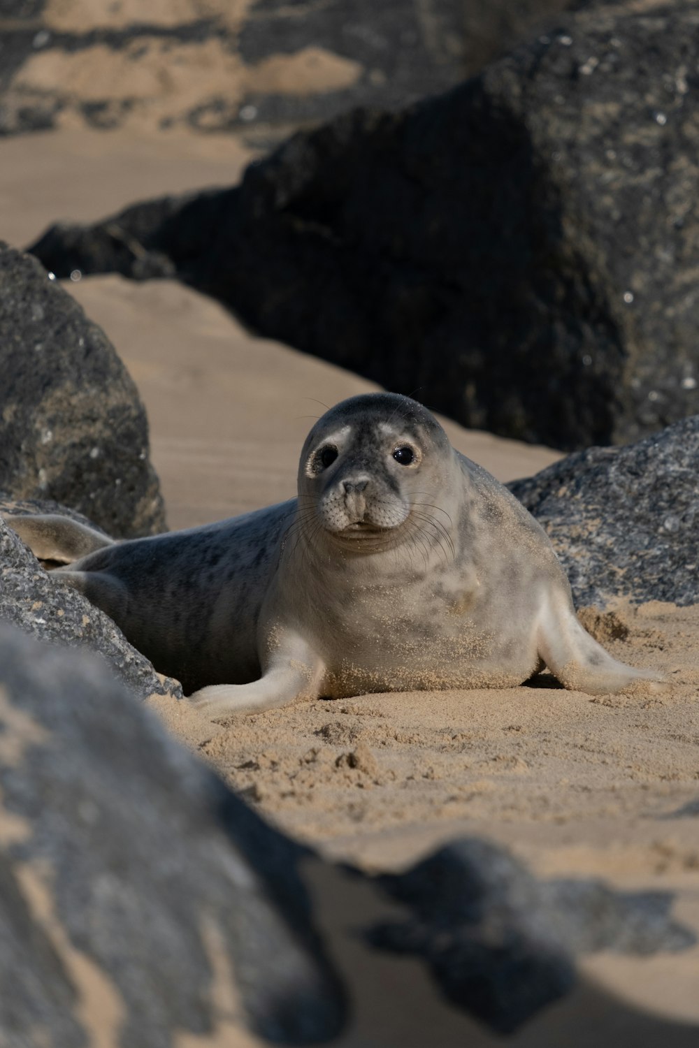 a seal sitting on top of a sandy beach