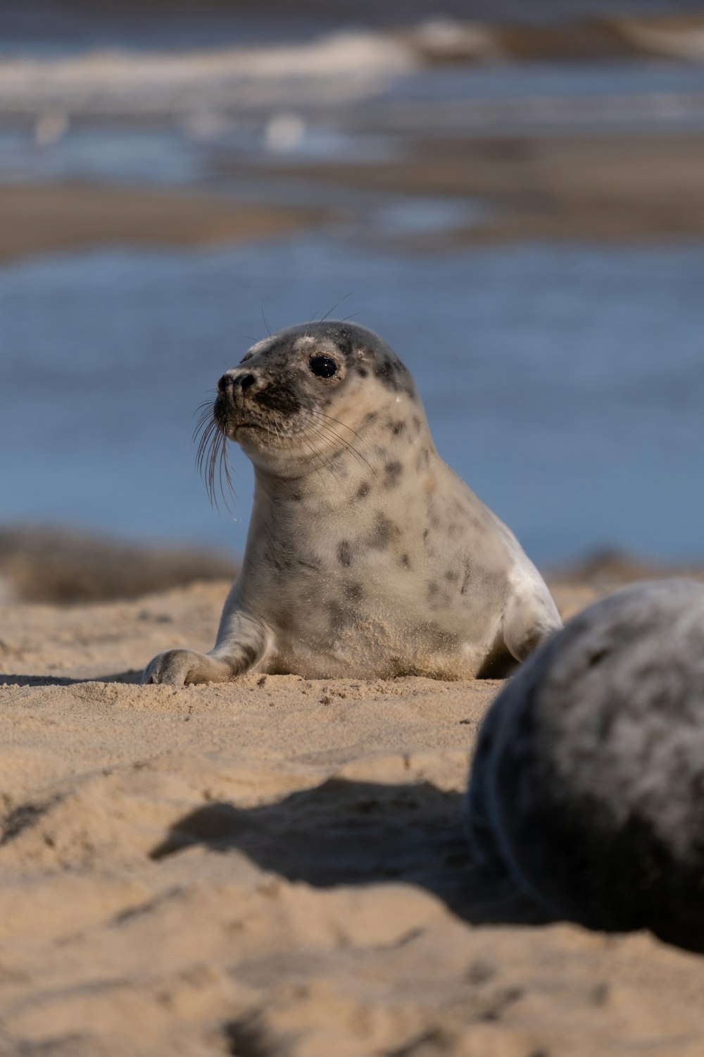 uma foca em uma praia perto de um corpo de água