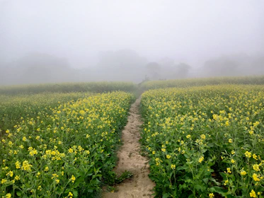 mustard field pakistan