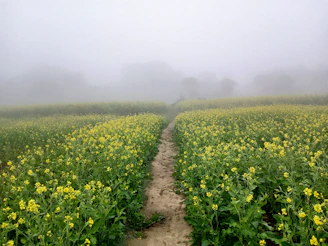 mustard field pakistan
