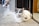 A fluffy, long-haired cat with blue eyes and grey patches rests on the ground near a tiled floor. The background shows a partially blurred street scene.
