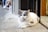 A fluffy, long-haired cat with blue eyes and grey patches rests on the ground near a tiled floor. The background shows a partially blurred street scene.