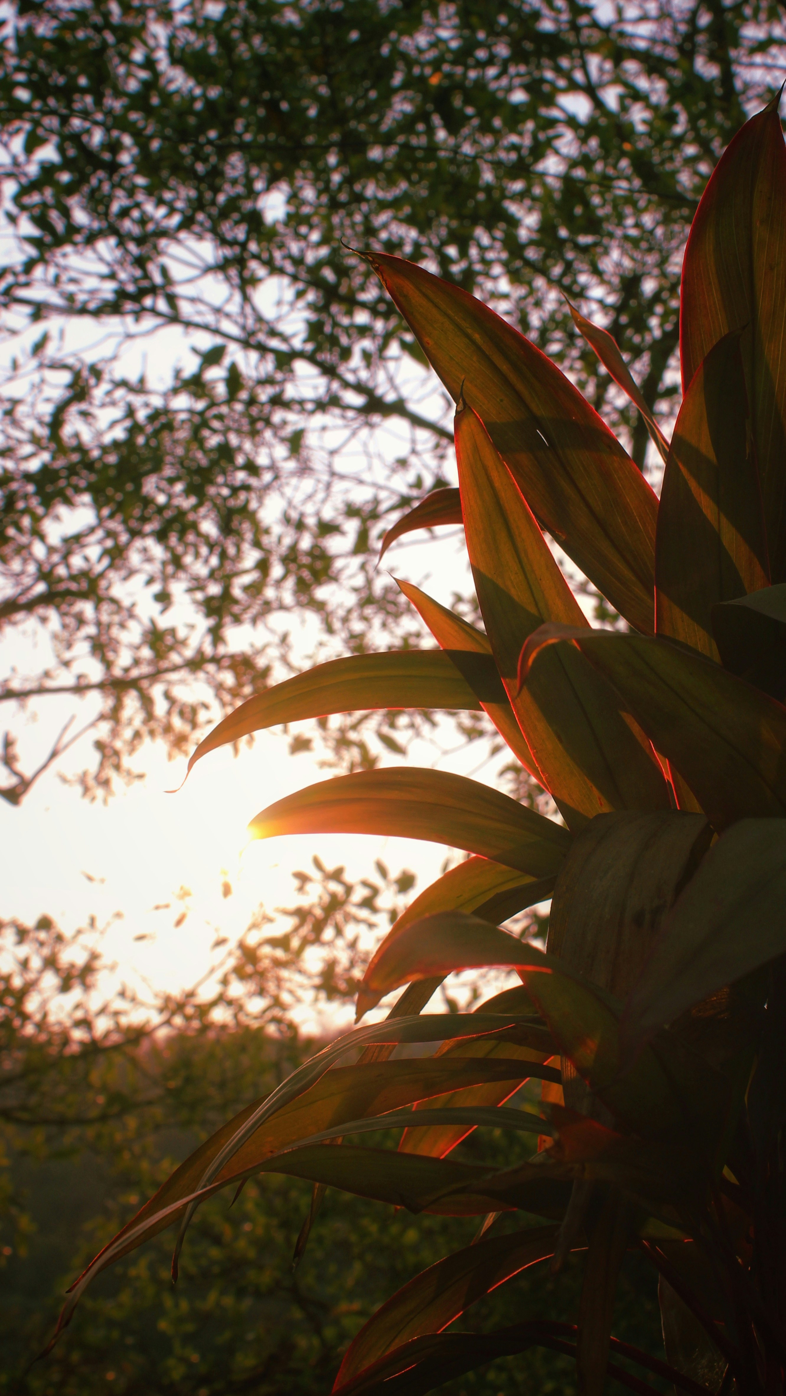 the sun is shining through the leaves of a plant
