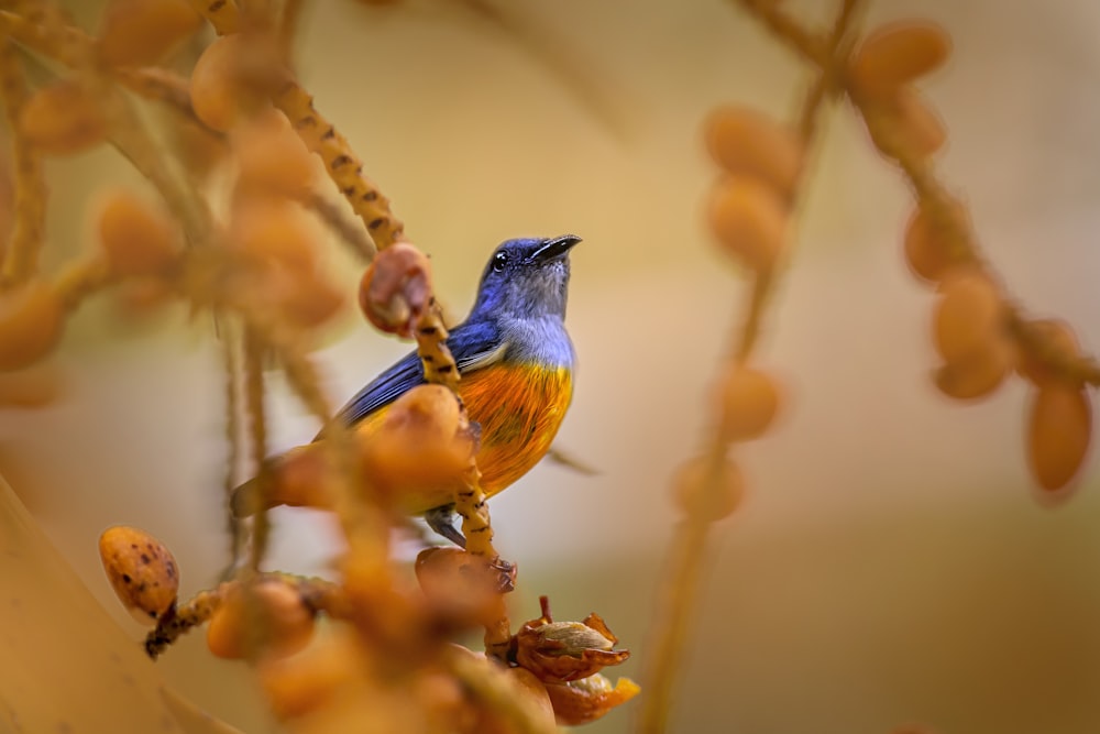 a small blue and orange bird sitting on a tree branch