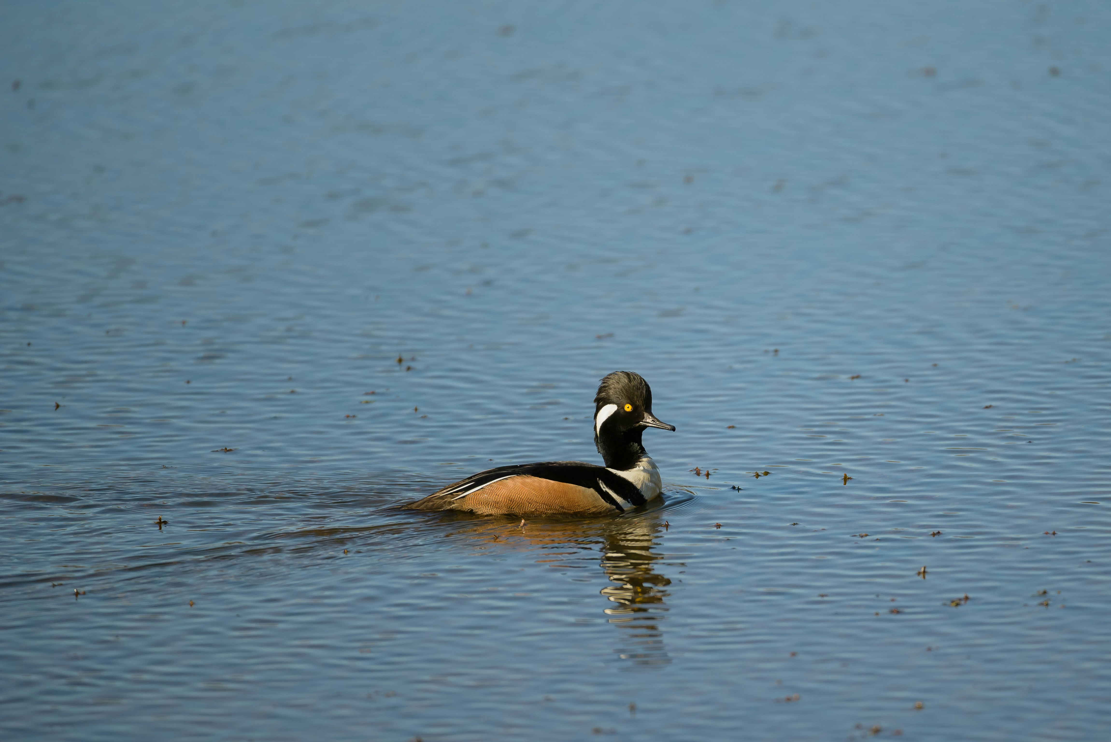 Photo by naveensnaidu25