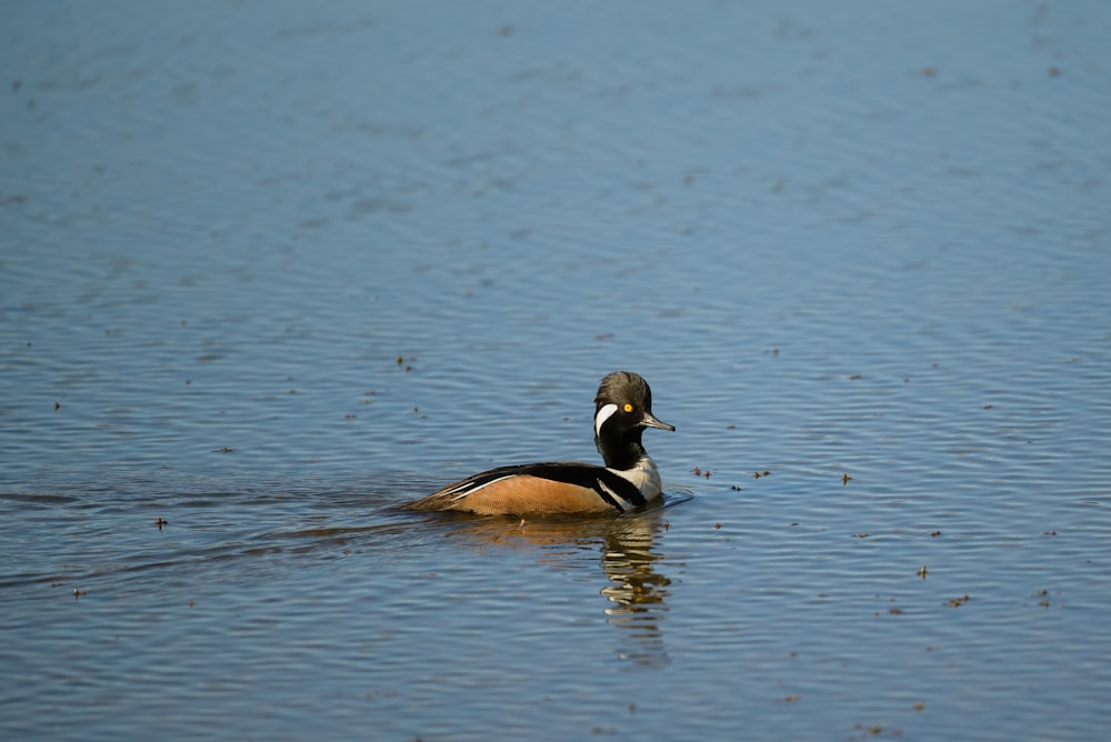 a duck floating on top of a body of water