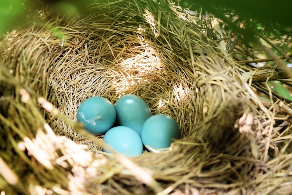 a bird nest with three blue eggs in it