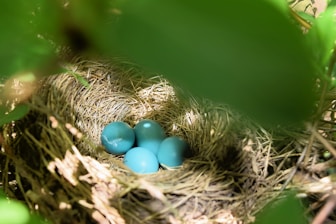 a bird nest with three blue eggs in it