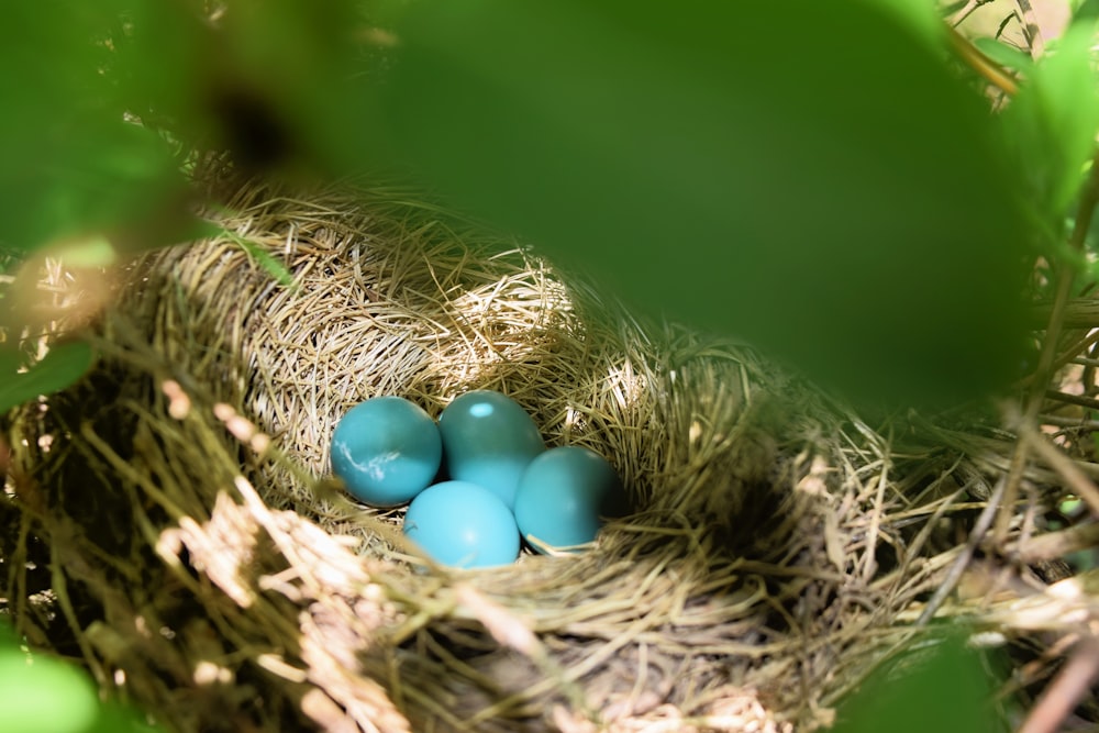 a bird nest with three blue eggs in it