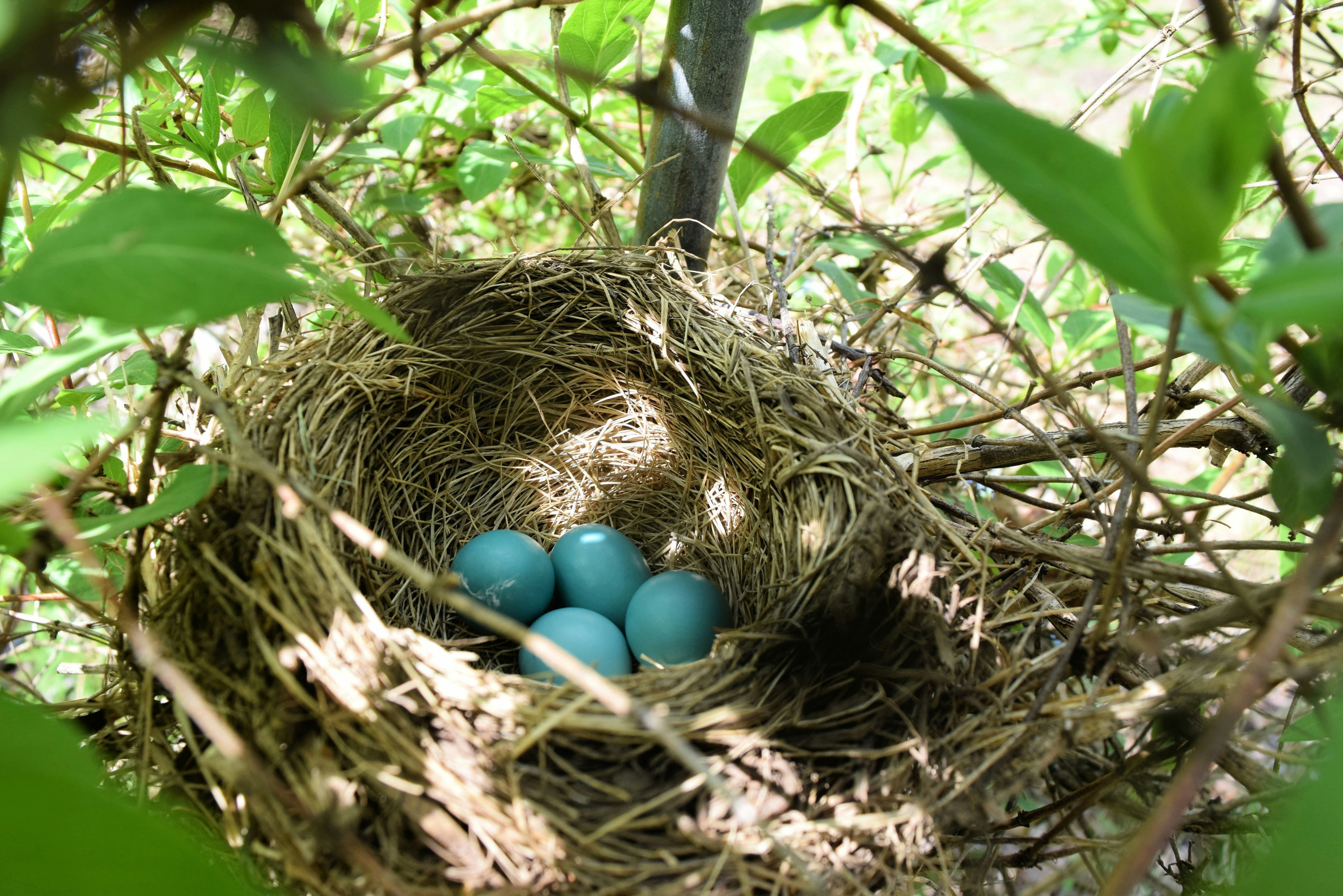 A bird nest with three blue eggs in it photo – Free In Image on Unsplash