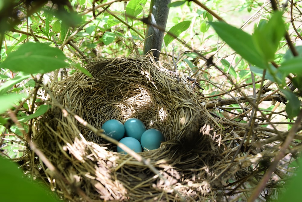 a bird nest with three blue eggs in it