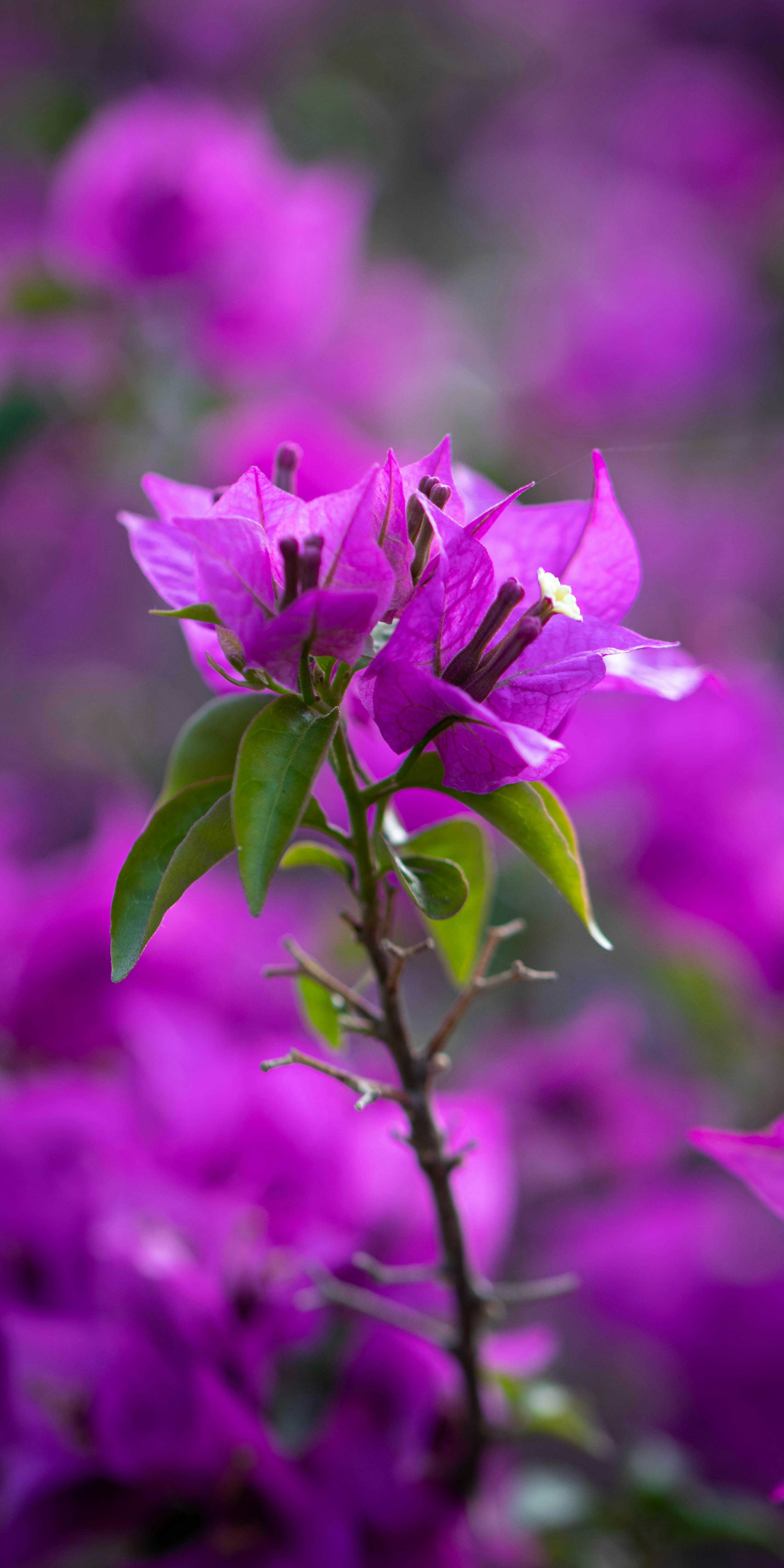 Photo by vinod_choudhary_084