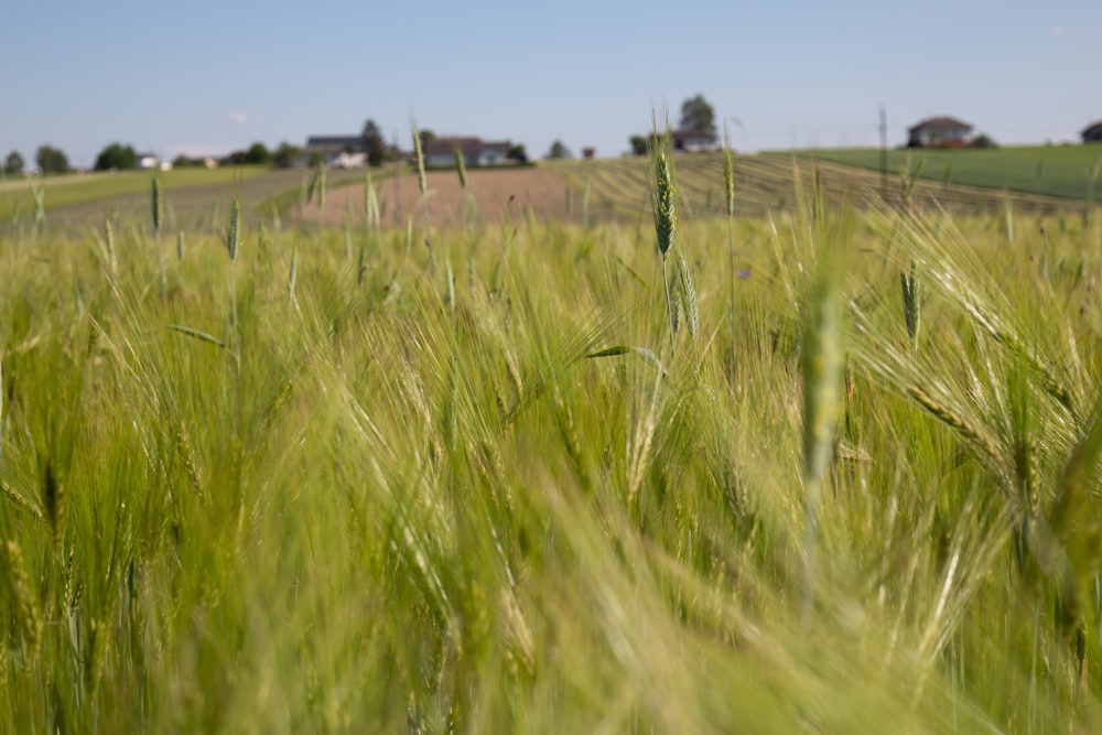 a field of green grass with houses in the background