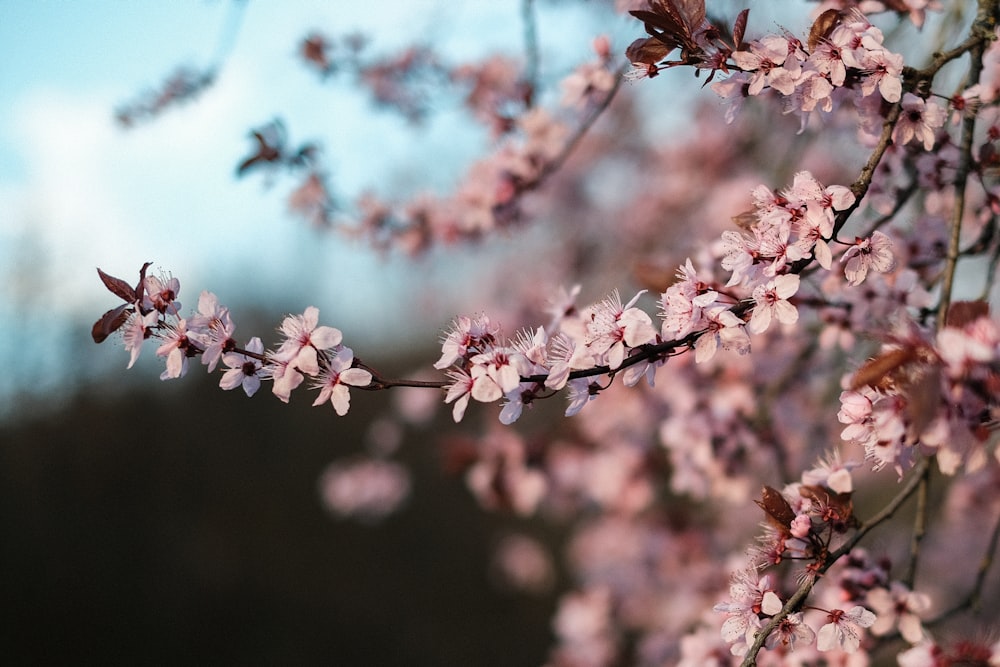 a close up of a tree with pink flowers