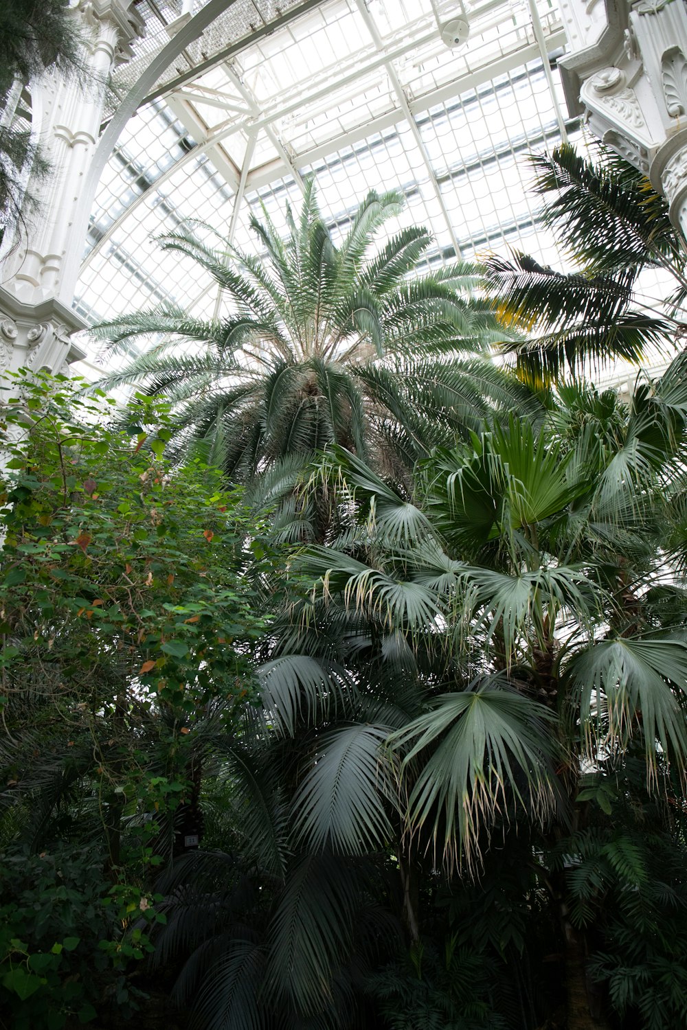 a palm tree inside of a building with a skylight
