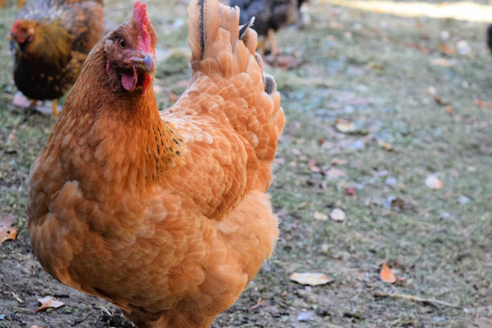 a group of chickens standing on top of a grass covered field