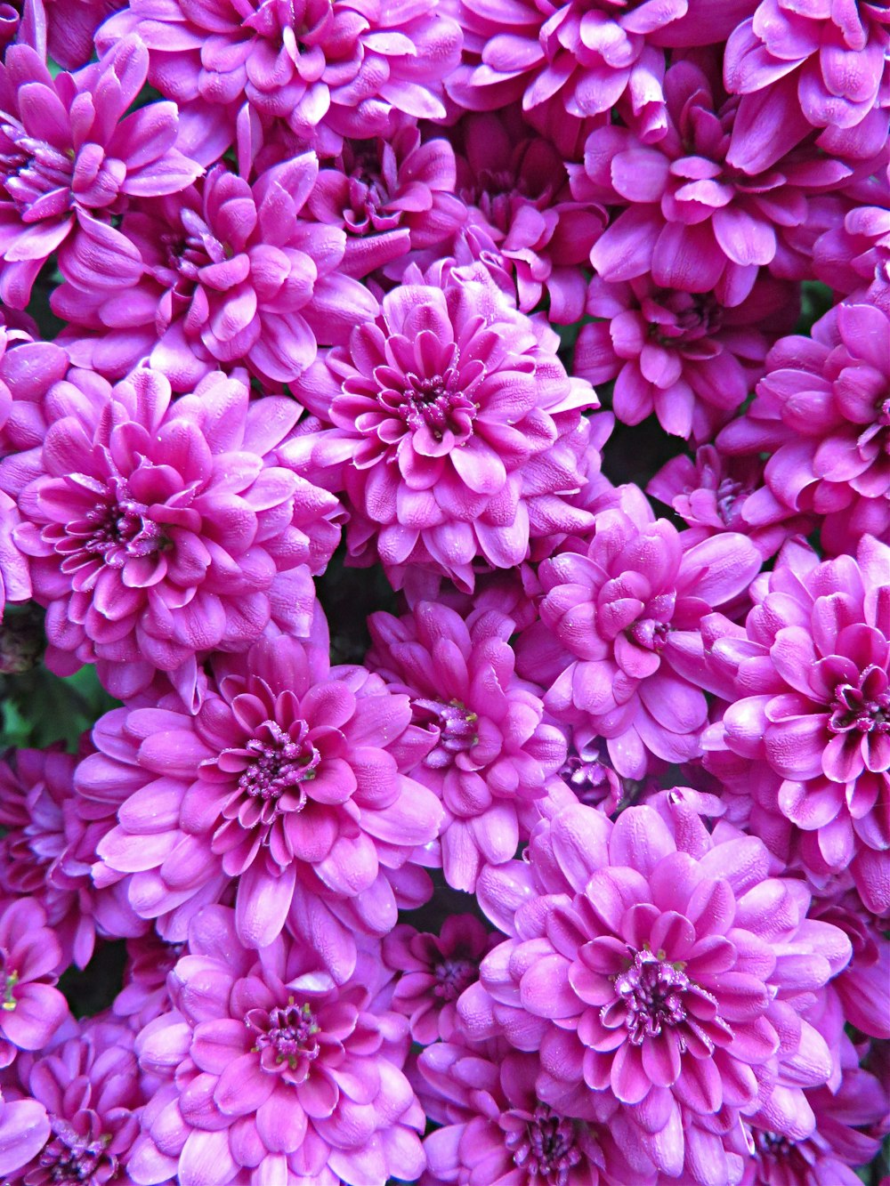 a close up of a bunch of purple flowers