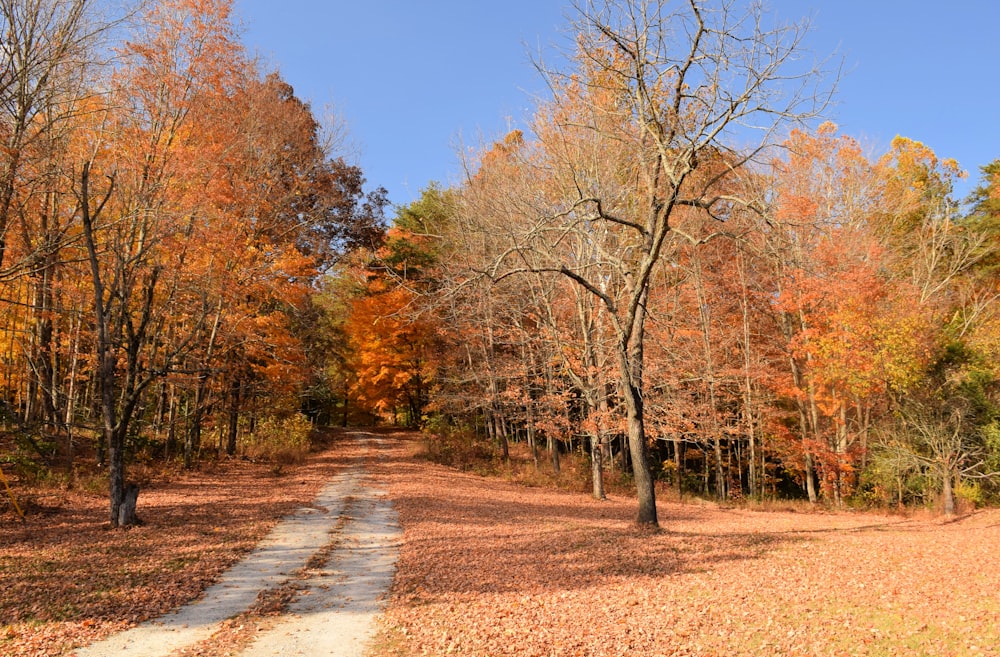 a dirt road in the middle of a forest