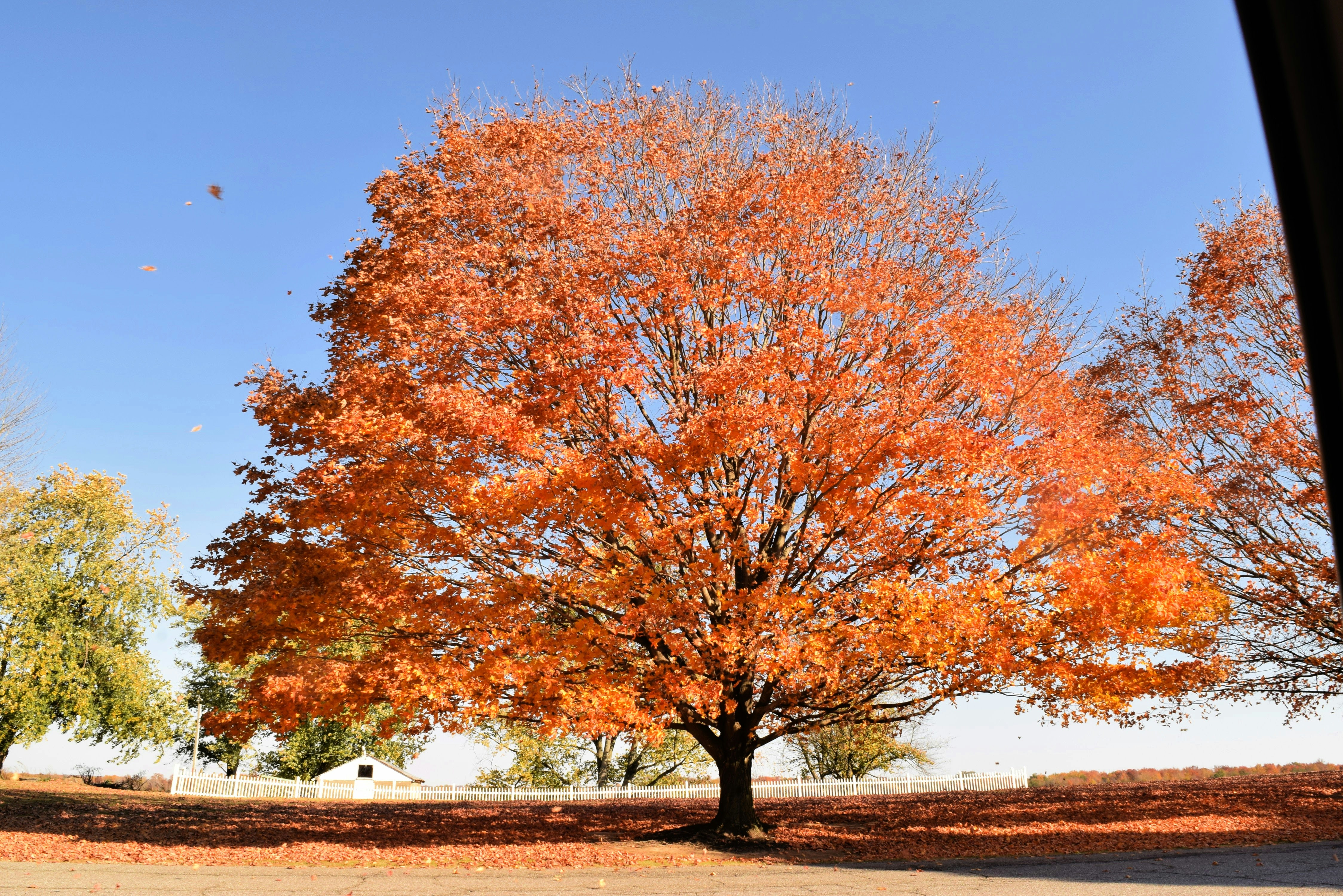 Un árbol con hojas de naranja en un campo foto – Imagen de Otoño gratuita  en Unsplash, image size:3000x2002