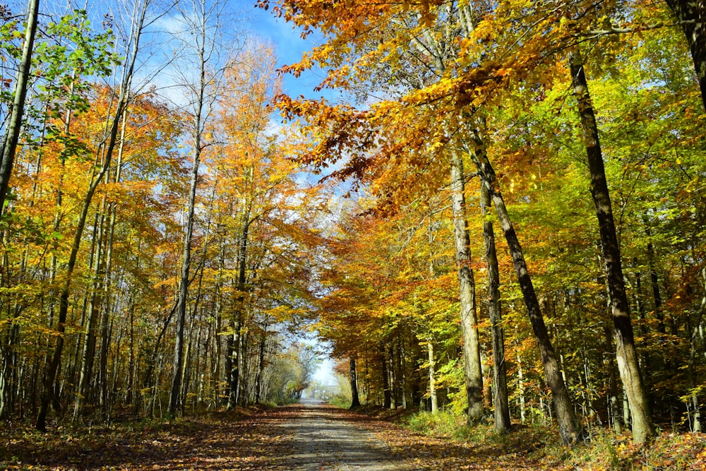 a dirt road surrounded by lots of trees