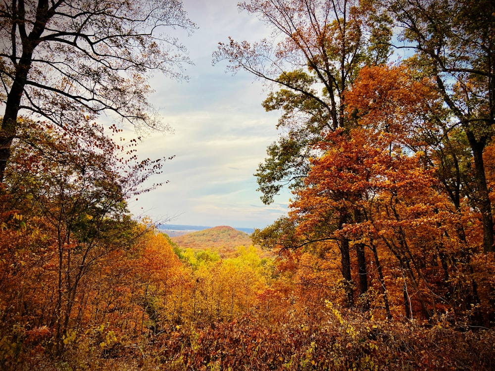 Ein Wald mit vielen Bäumen, die mit Herbstlaub bedeckt sind