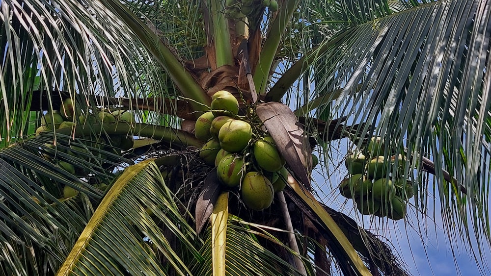 a bunch of coconuts growing on a palm tree