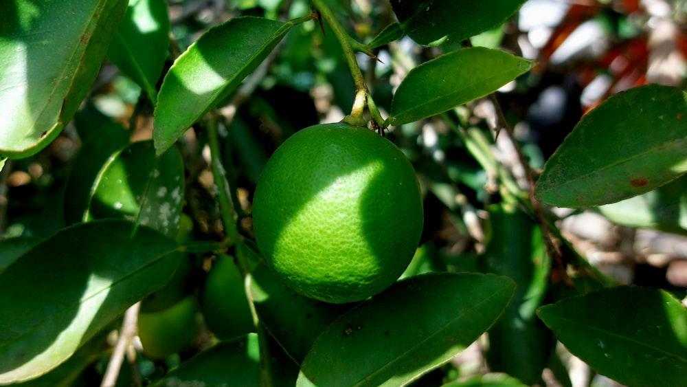 a close up of a green fruit on a tree