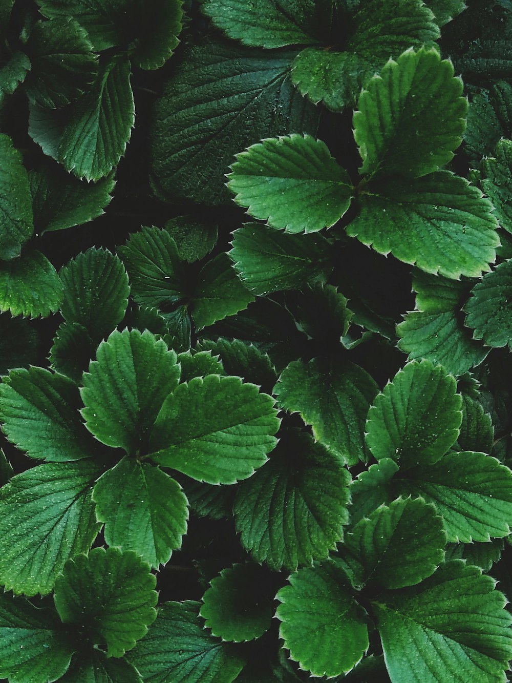 a close up of a plant with green leaves