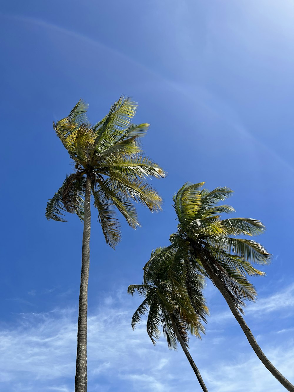 a couple of palm trees that are next to each other