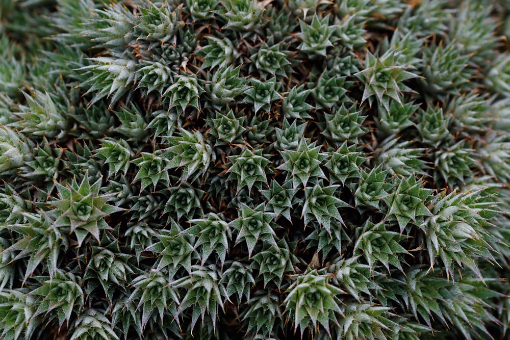 a close up of a plant with green leaves