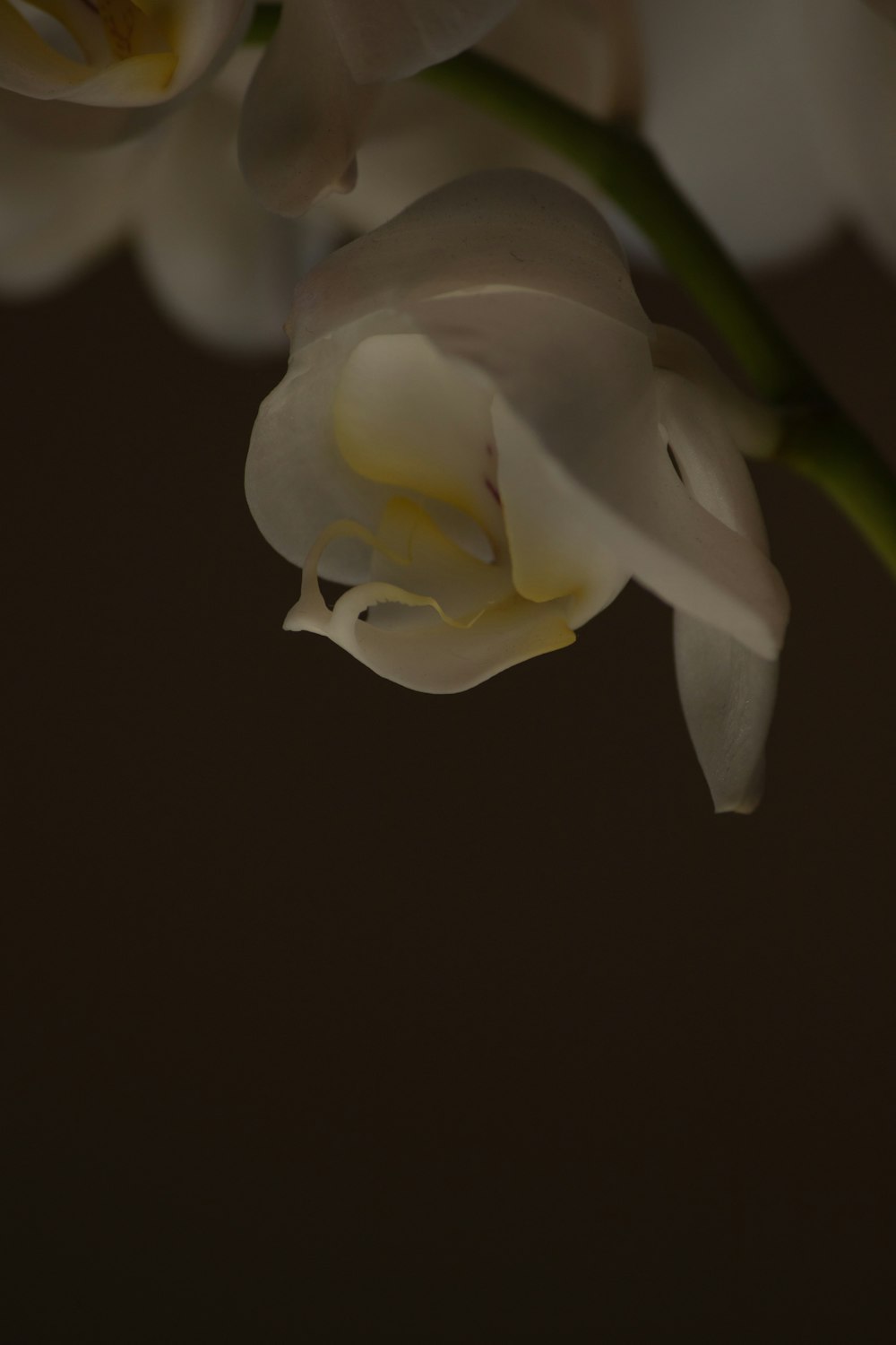 a close up of a flower with a dark background