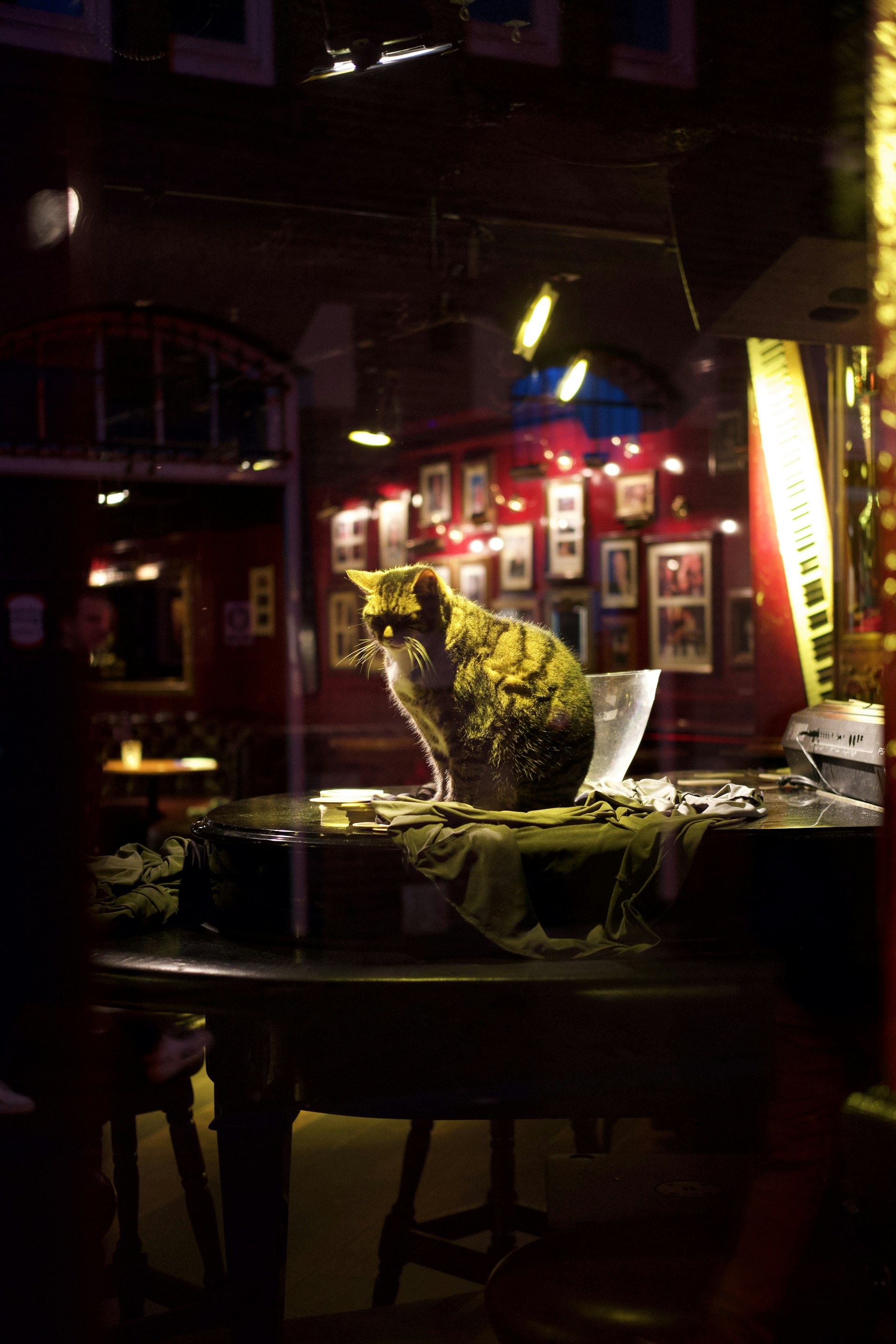 A cozy corner of the restaurant decorated with playful cat-themed art and soft lighting, inviting guests to enjoy their meal.