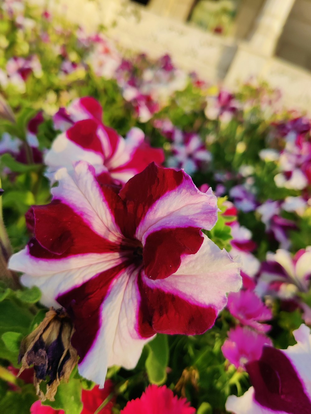 a bunch of flowers that are in the grass