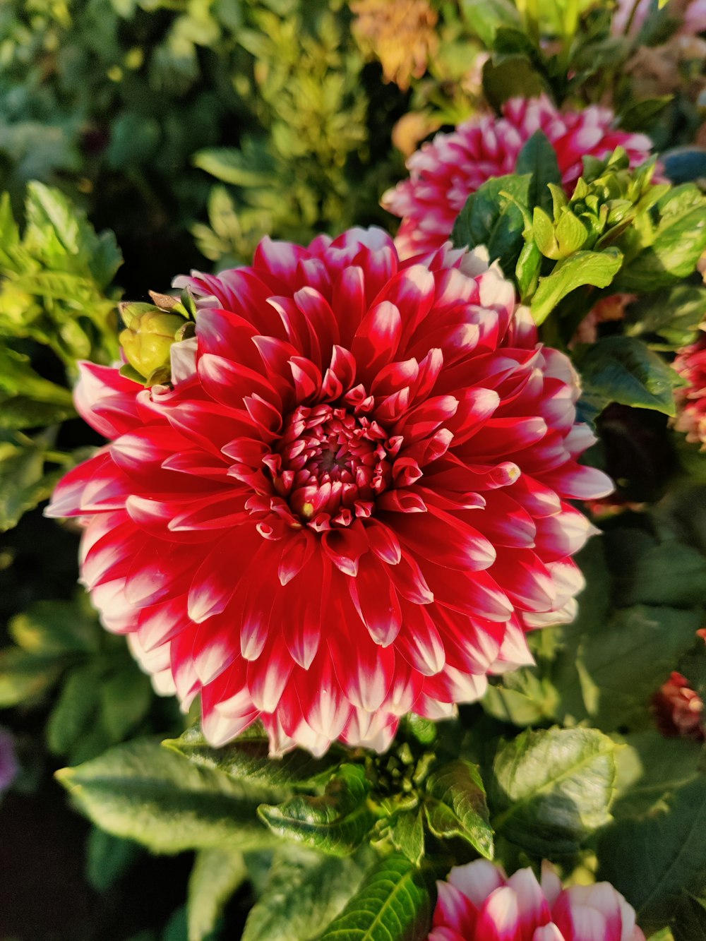 a red and white flower surrounded by green leaves