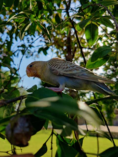 A gentle close-up of Pistachio, the small green parrot, perched on a soft branch with warm sunlight filtering through leaves.