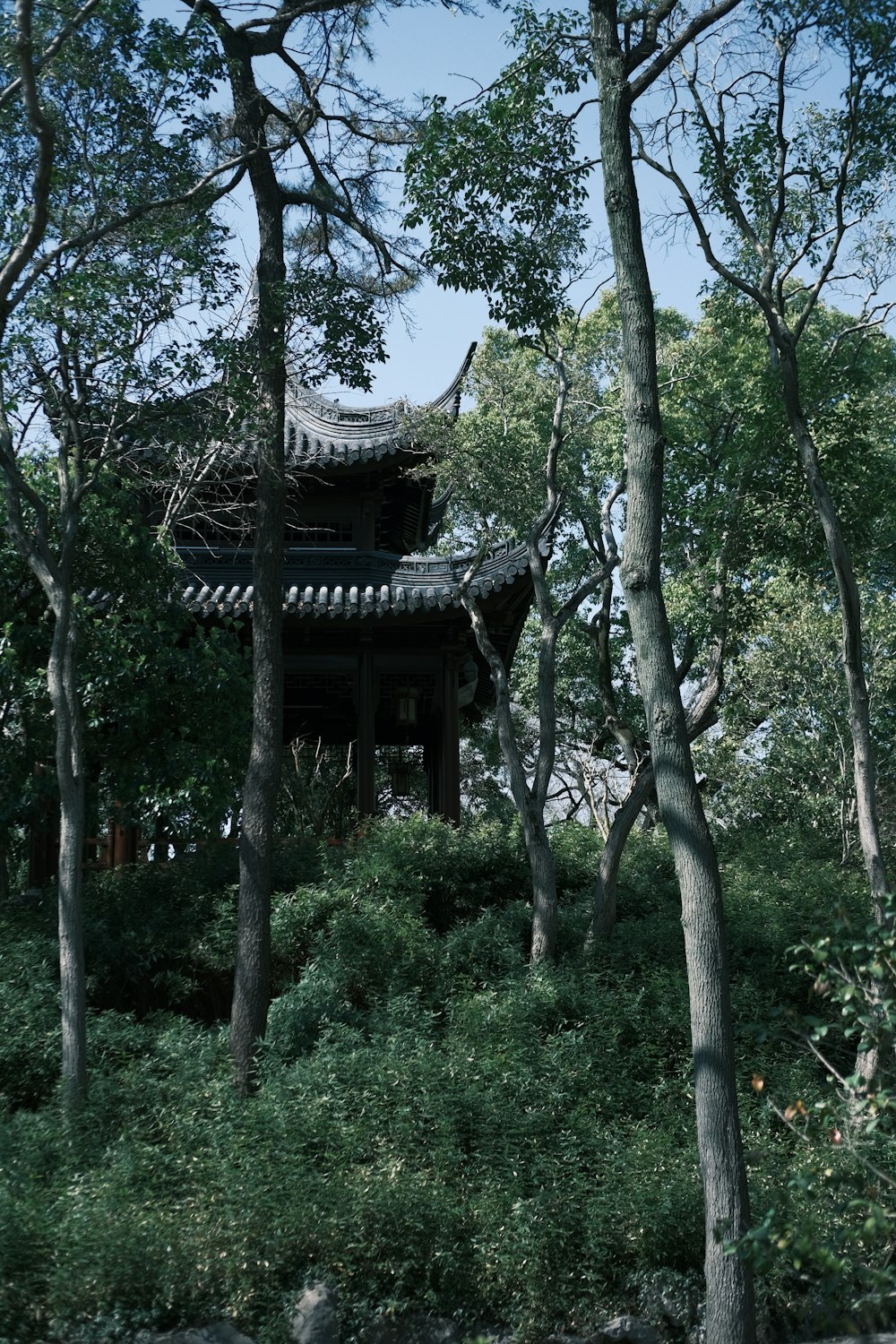 a pagoda in the middle of a forest