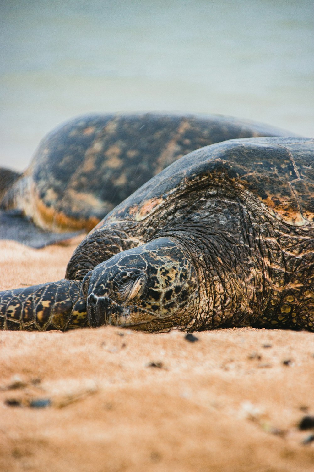 a large turtle laying on top of a sandy beach
