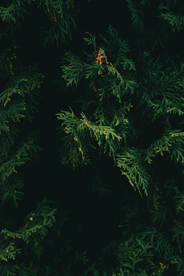 Finished caps with crisp, detailed prints arranged on a matte forest green background.