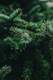 a close up of a pine tree branch