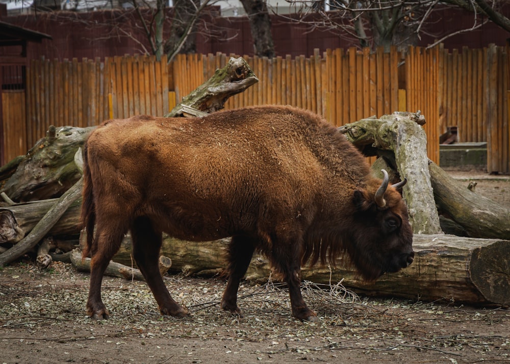 Una vaca marrón parada en la cima de un campo de tierra