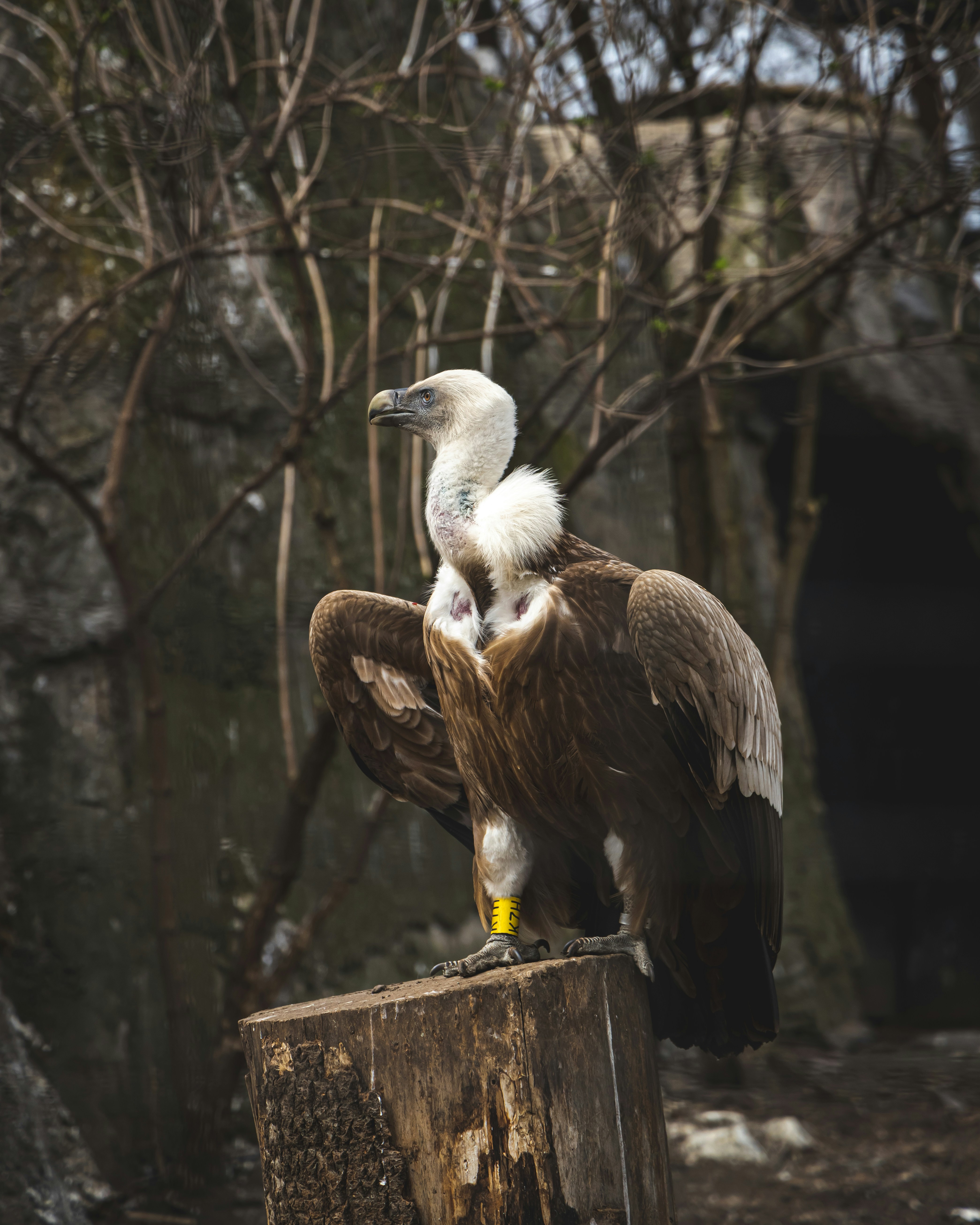 The Himalayan Griffon Vulture and Its Vital Role in the Tibetan Plateau Ecosystem
